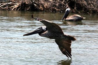A flying pelican photo
